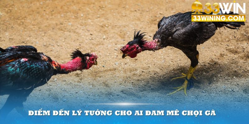 Sảnh chơi này tại 33win là điểm đến lý tưởng cho ai đam mê chọi gà