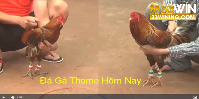 Trực tiếp đá gà Thomo là các trận đấu mãn nhãn